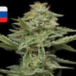 Where To Buy Cannabis Seeds Online In Slovakia