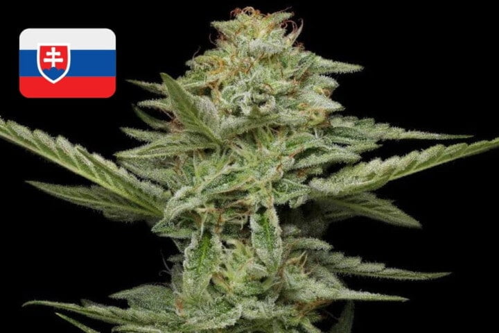 Where To Buy Cannabis Seeds Online In Slovakia