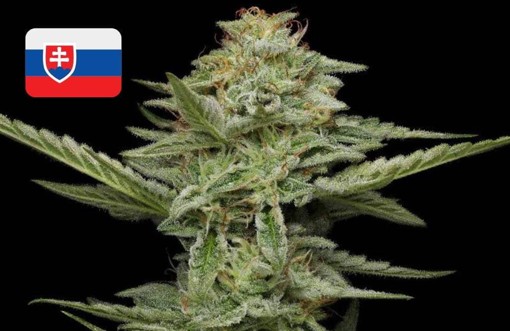 Where To Buy Cannabis Seeds Online In Slovakia