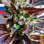 Where To Buy Cannabis Seeds Online In Slovenia