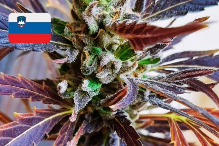 Where To Buy Cannabis Seeds Online In Slovenia