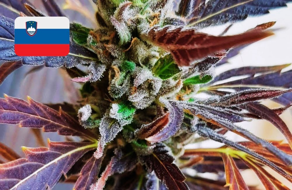 Where To Buy Cannabis Seeds Online In Slovenia