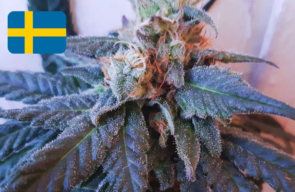 Where To Buy Cannabis Seeds Online In Sweden