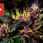 Where To Buy Cannabis Seeds Online In Swiss