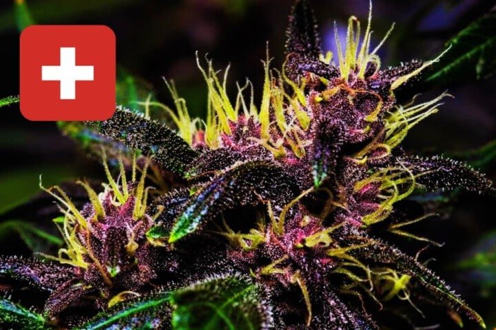 Where To Buy Cannabis Seeds Online In Swiss