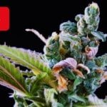Where To Buy Cannabis Seeds Online In Turkey