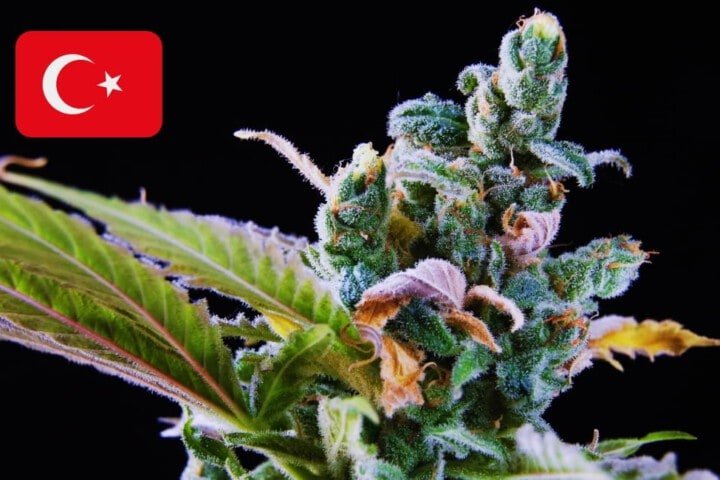 Where To Buy Cannabis Seeds Online In Turkey