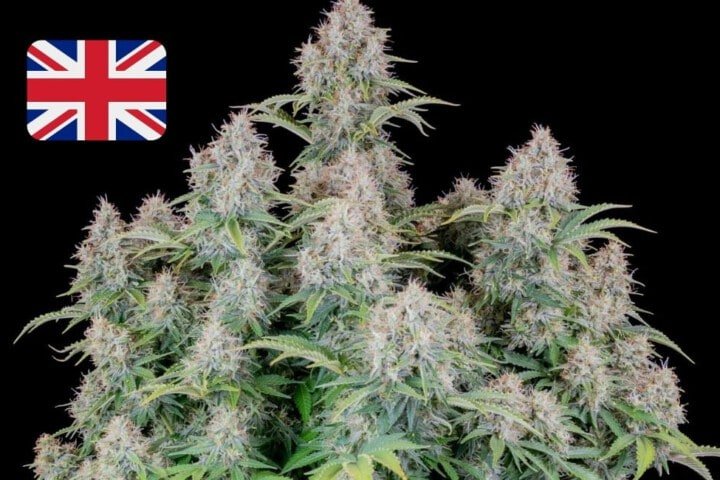 Where To Buy Cannabis Seeds Online In Uk United Kingdom England