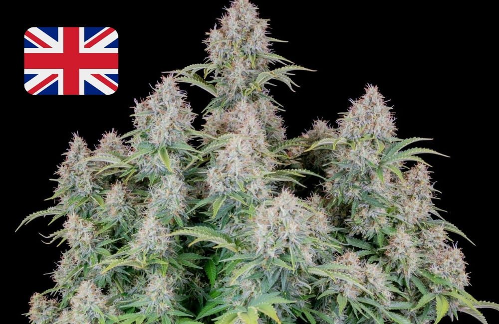 Where To Buy Cannabis Seeds Online In Uk United Kingdom England