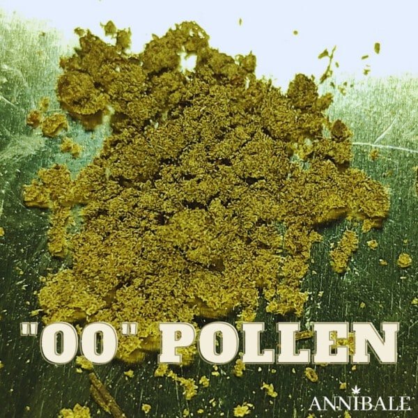 00 Pollen Cbd Annibale Genetics (1)