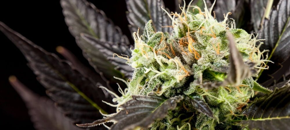 Diesel Tangie Philosopher Seeds Cannabis Seeds