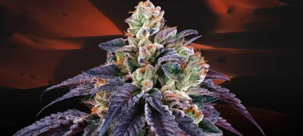 Loukoum Perfect Tree Cannabis Seeds