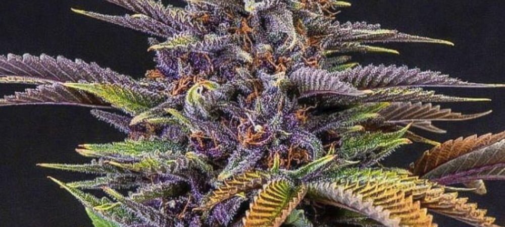 Purple Berry O.G. The Italian Collection Cannabis Seeds