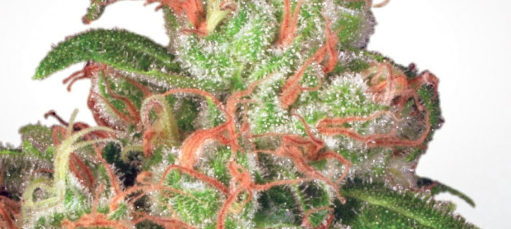 Acid Paradise Seeds Cannabis Seeds