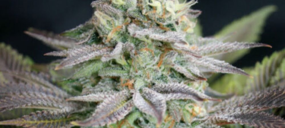 Blue Dream Auto Garden Of Green Cannabis Seeds