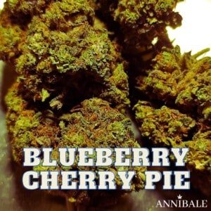 Blueberry Cherry Pie Cbd Annibale Genetics (1)