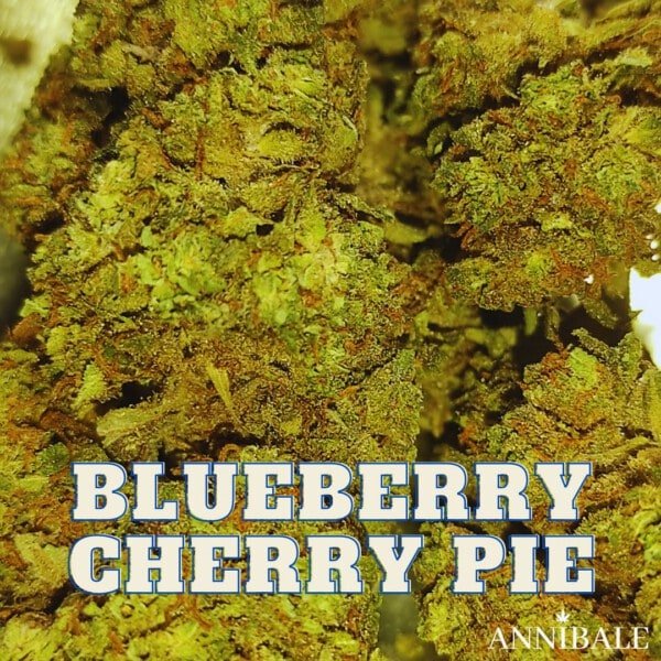 Blueberry Cherry Pie Cbd Annibale Genetics (1)