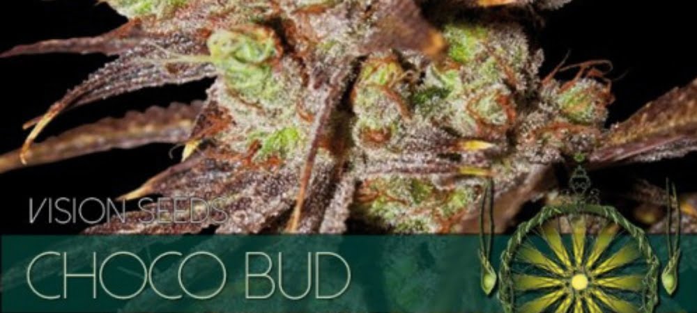 Choco Bud Vision Seeds Cannabis Seeds