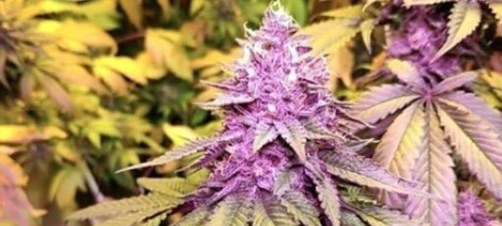 Gelato Blimburn Seeds Cannabis Seeds