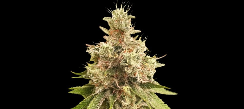 Golden Apple Haze Super Sativa Seed Club