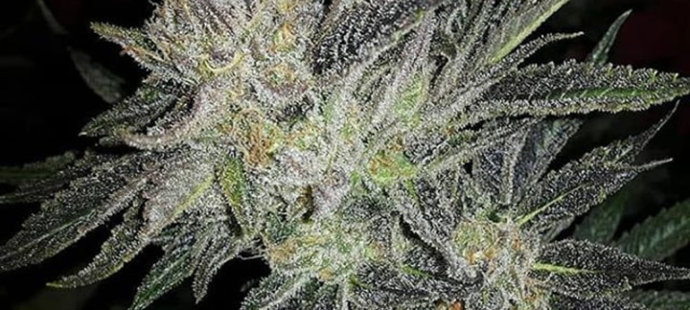 Gorilla White Widow Expert Seeds Cannabis Seeds