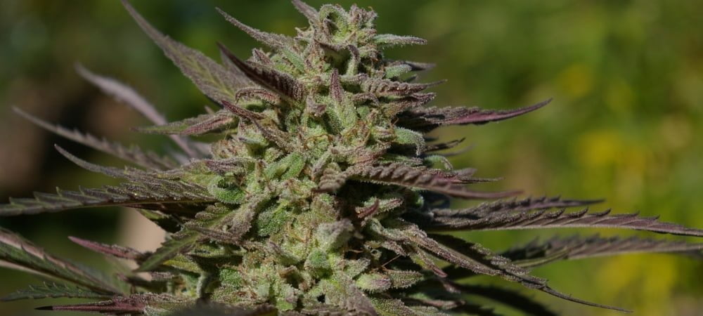 Grape Snowtrain Canadian Cannabis Seeds
