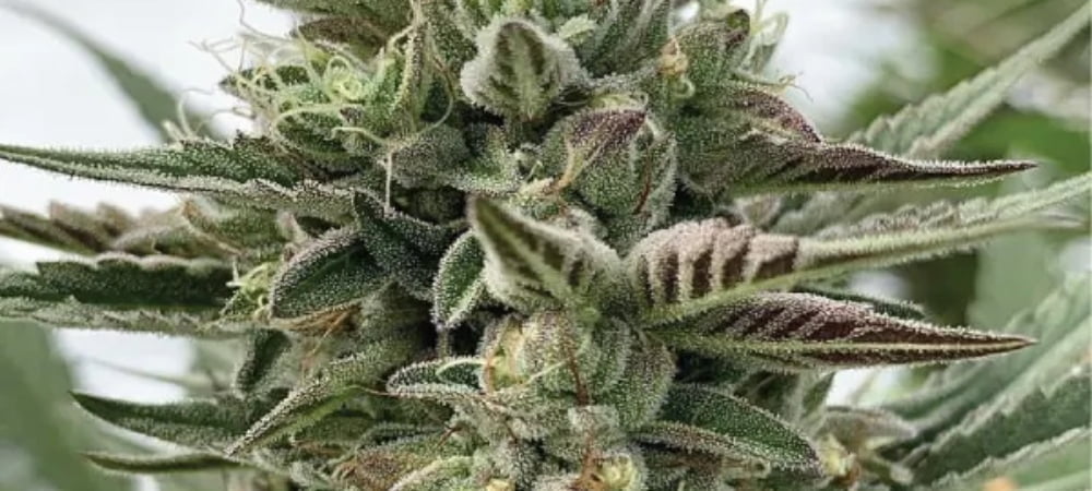 Humboldt Pound Cake Usa Cannabis Seeds