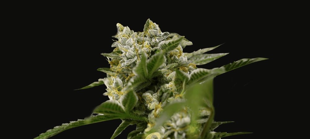 Ibiza Farmer Super Strains Cannabis Seeds