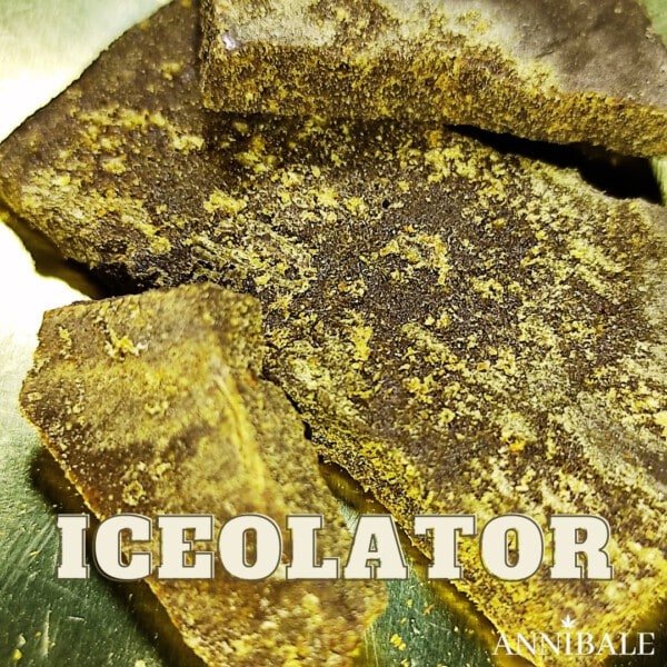 Iceolator Cbd Annibale Genetics