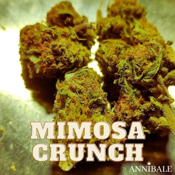 Mimosa Crunch Cbd Annibale Genetics (1)