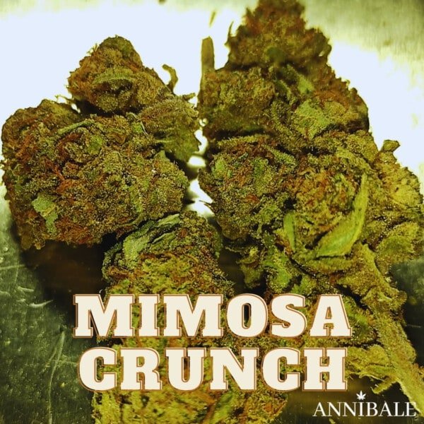 Mimosa Crunch Cbd Annibale Genetics (1)