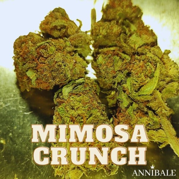 Mimosa Crunch Cbd Annibale Genetics