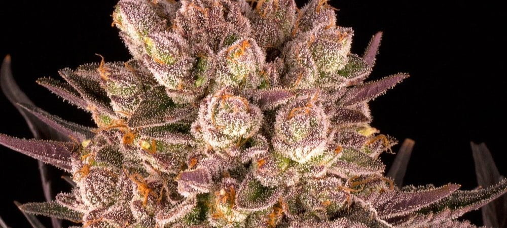 Mimosa X Orange Punch Barneys Farm Cannabis Seeds