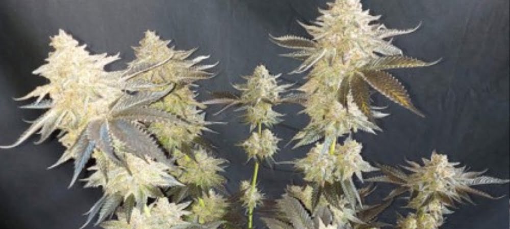 Mokums Tulip Dutch Passion Cannabis Seeds