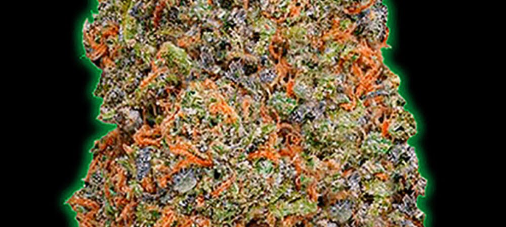 Monster Gelato Monster Genetics Cannabis Seeds