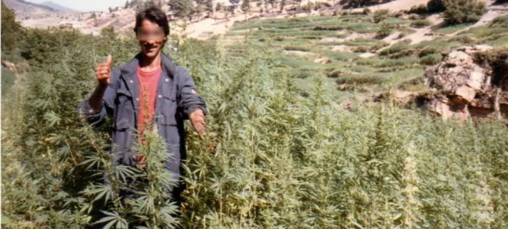 Moroccan Beldia Khalifa Genetics Cannabis Seeds