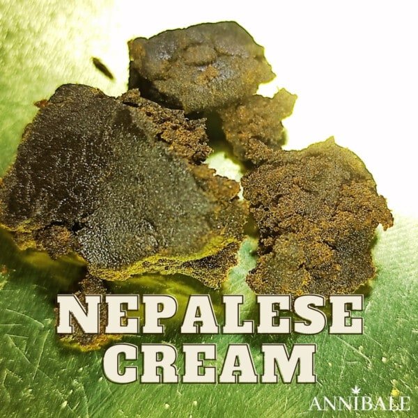 Nepal Cream Cbd Annibale Genetics