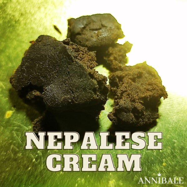 Nepalese Cream Cbd Annibale Genetics