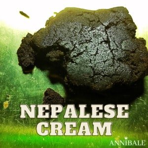 Nepalese Cream Cbd Annibale Genetics