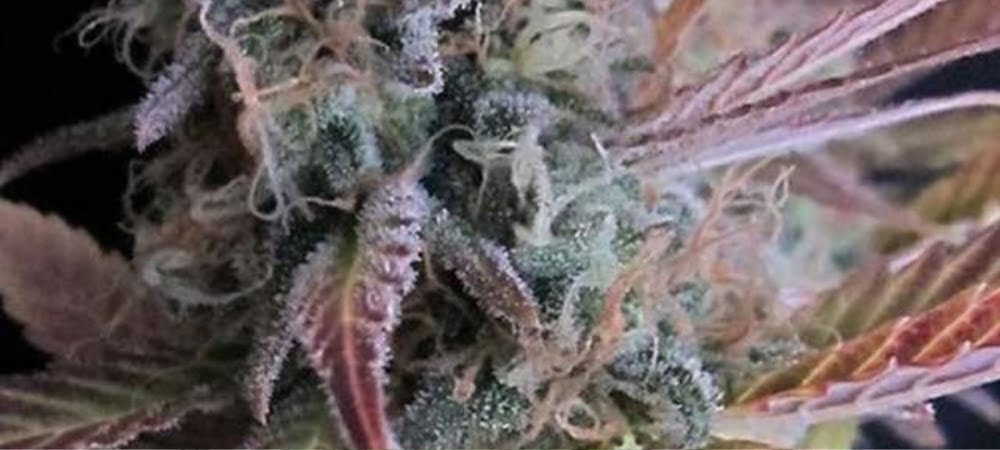 Nirvana Seeds Cannabis Seeds Raspberry Cough