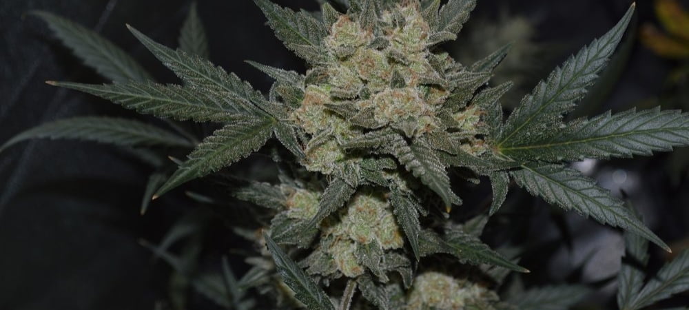 Og Kush 420 Fast Buds Cannabis Seeds