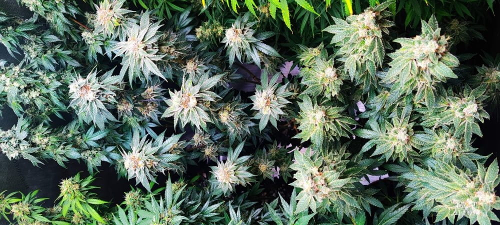 Persian Pie Green House Seeds