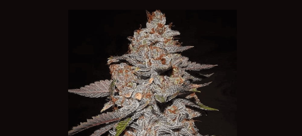 Phone Home Bodhi Seeds Cannabis Seeds