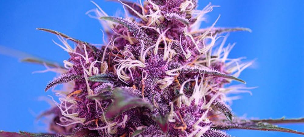 Red Poison Auto Sweet Seeds Cannabis Seeds