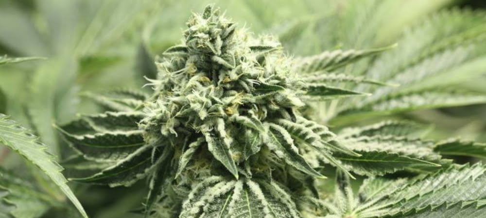 Rollex Og Devils Harvest Cannabis Seeds