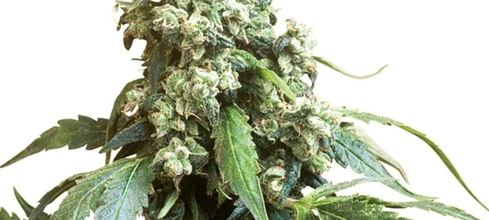 Sensi Seeds Cannabis Seeds Jack Flash