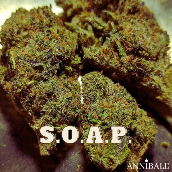 S.O.A.P. CBD BIO - immagine 2