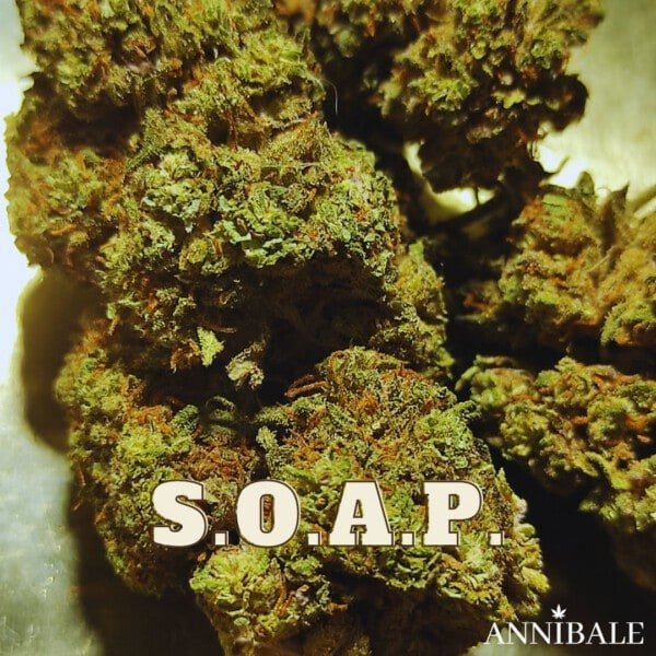 Soap Cbd Annibale Genetics (2)