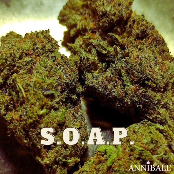 Soap Cbd Annibale Genetics (2)