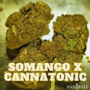 Somango Cannatonic Cbd Annibale Genetics